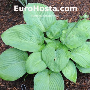 Hosta Humpback Whale - Eurohosta