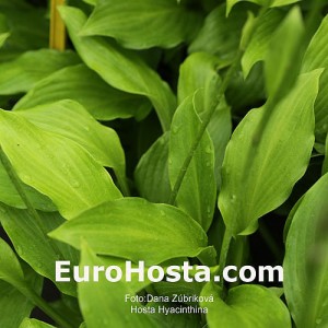 Hosta Hyacithina - Eurohosta