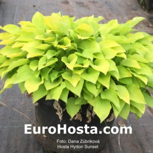 Hosta Hydon Sunset - Eurohosta