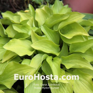 Hosta Hydon Sunset - Eurohosta