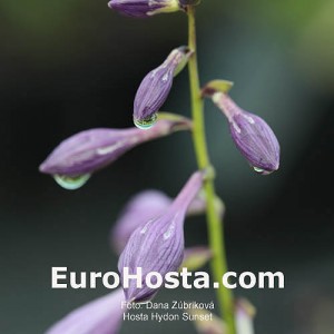 Hosta Hydon Sunset - Eurohosta