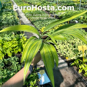 Hosta Hyuga Urajiro - Eurohosta