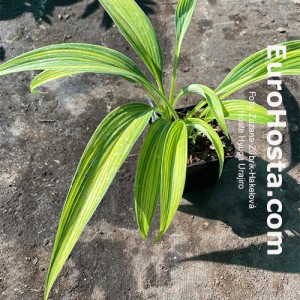 Hosta Hyuga Urajiro - Eurohosta