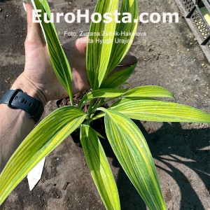 Hosta Hyuga Urajiro - Eurohosta