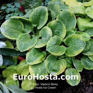 Hosta Ice Cream