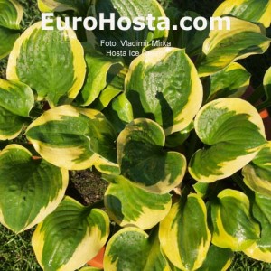 Hosta Ice Cream