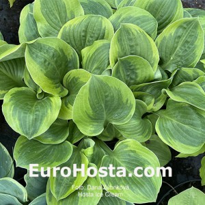 Hosta Ice Cream