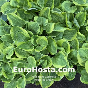 Hosta Ice Cream