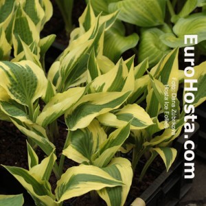 Hosta Ice Follies