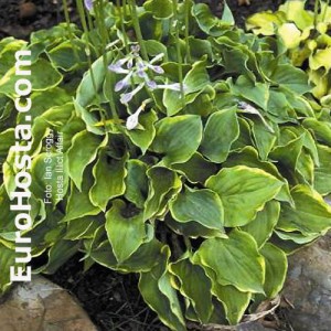 Hosta llicit Affair