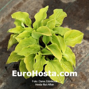 Hosta llicit Affair