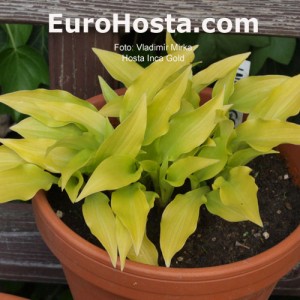 Hosta Inca Gold