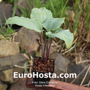 Hosta Infatuation