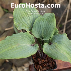 Hosta Infatuation