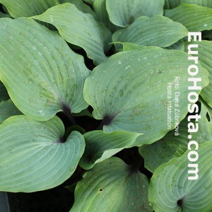 Hosta Infatuation