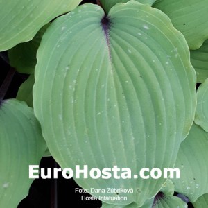 Hosta Infatuation