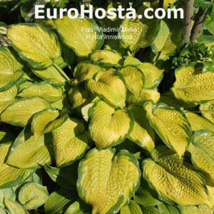 Hosta Inniswood - Eurohosta