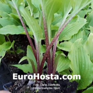 Hosta Invicible Spirit