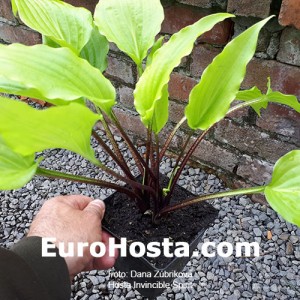 Hosta Invicible Spirit