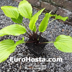 Hosta Invicible Spirit