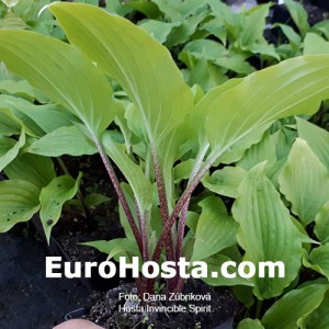 Hosta Invicible Spirit