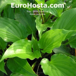 Hosta Invincible - Eurohosta