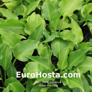 Hosta Invincible - Eurohosta