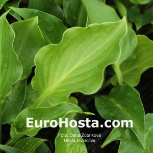 Hosta Invincible - Eurohosta