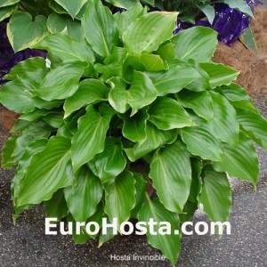 Hosta Invincible - Eurohosta