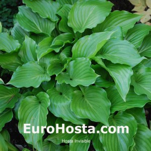 Hosta Invincible - Eurohosta