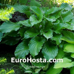 Hosta Irish Luck - Eurohosta