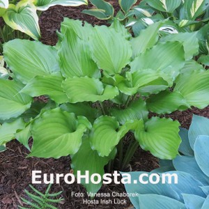 Hosta Irish Luck - Eurohosta