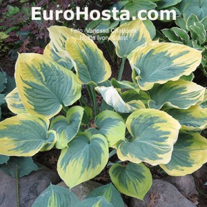 Hosta Ivory Coast - Eurohosta