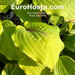 Hosta Jack Berry