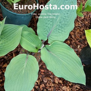 Hosta Jack Berry