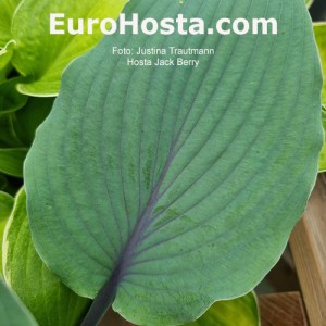 Hosta Jack Berry