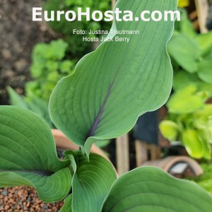 Hosta Jack Berry