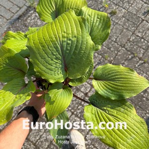 Hosta Jack Berry