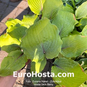 Hosta Jack Berry