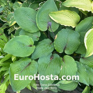 Hosta Jack Berry