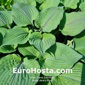 Hosta Jane's Blush