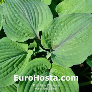 Hosta Jane's Blush