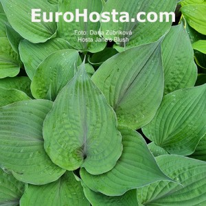 Hosta Jane's Blush