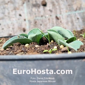 Hosta Japanese Mouse