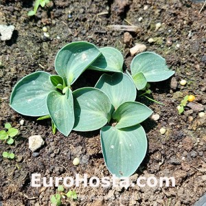 Hosta Japanese Mouse