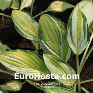 Hosta Jerzy