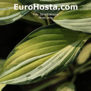 Hosta Jerzy