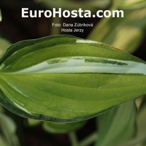 Hosta Jerzy