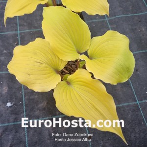 Hosta Jessica Alba