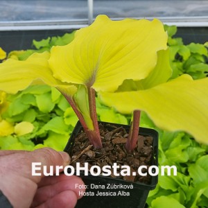 Hosta Jessica Alba